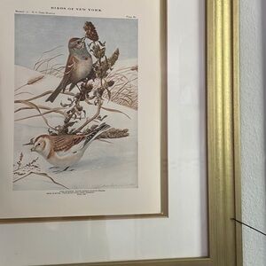 Antique Ornithological Bird Print Original snow bunting
